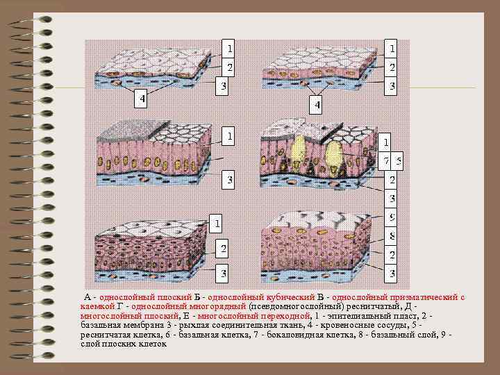  А - однослойный плоский Б - однослойный кубический В - однослойный призматический с