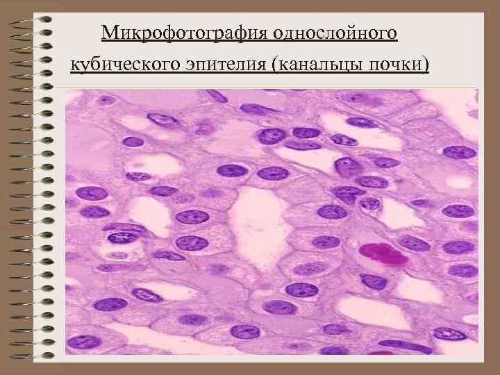 Микрофотография однослойного кубического эпителия (канальцы почки) 
