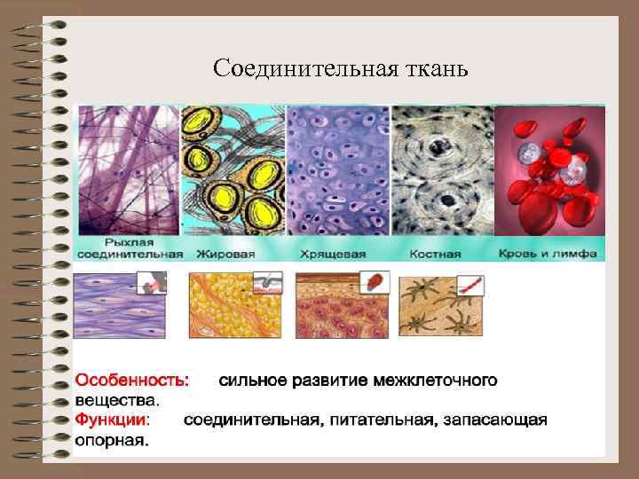 Соединительная ткань 