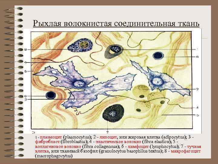 Рыхлая волокнистая неоформленная соединительная ткань рисунок