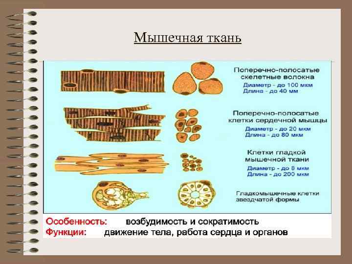 Мышечная ткань 
