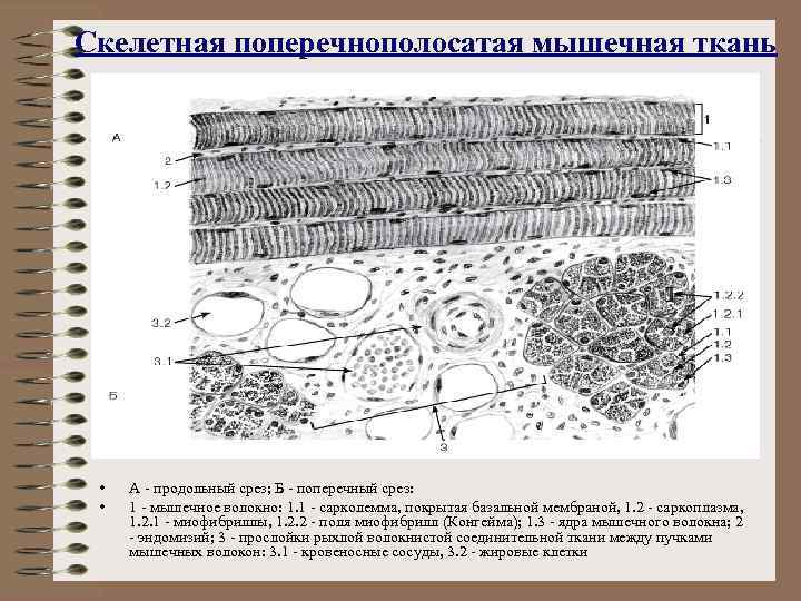 Продольные мышцы рисунок