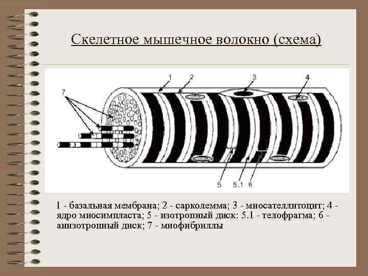 Скелетное мышечное волокно (схема) 1 - базальная мембрана; 2 - сарколемма; 3 - миосателлитоцит;