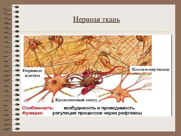 Основные функции нервной ткани животных