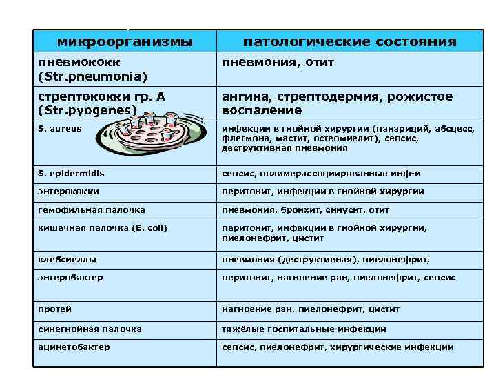 Основные потенциально патогенные м/о и связанные с ними заболевания микроорганизмы патологические состояния пневмококк (Str.