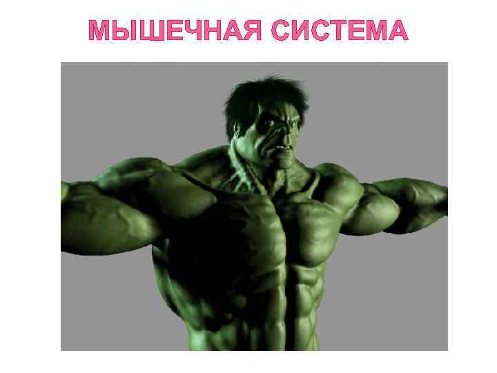 МЫШЕЧНАЯ СИСТЕМА 