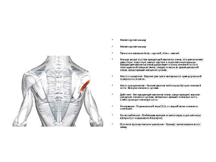  • Малая круглая мышца • Латинское название teres - круглый; minor - малый.