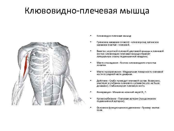 Клювовидно-плечевая мышца • Клювовидно-плечевая мышца • Греческое название сoraсoid - клюв ворона; латинское название