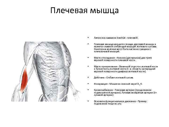 Мышцы на латыни. Место прикрепления плечевой мышцы. Функции плечелучевой мышцы плеча. Плечелучевая мышца начало прикрепление функции. Плечевая лучевая мышца.