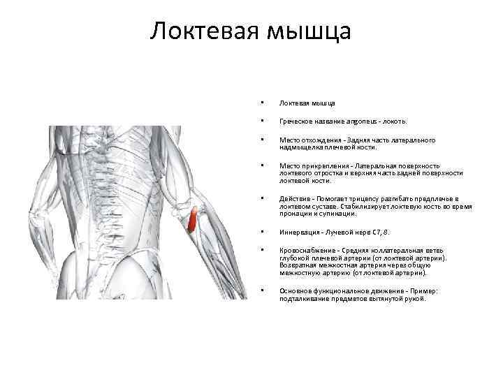 Локтевая мышца • Локтевая мышца • Греческое название angoneus - локоть. • Место отхождения