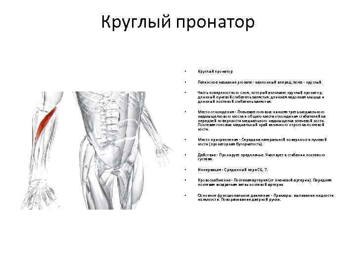 Круглый пронатор • Круглый пронатор • Латинское название pronate - наклонный вперед; teres -