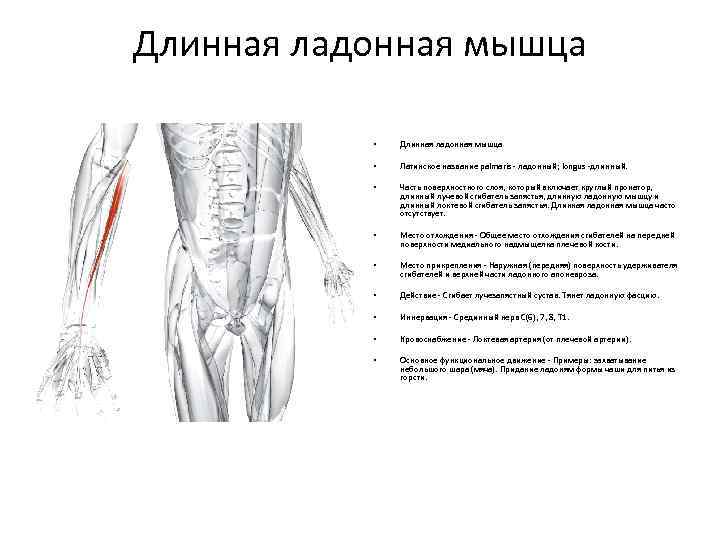 Длинная ладонная мышца • Длинная ладонная мышца • Латинское название palmaris - ладонный; longus