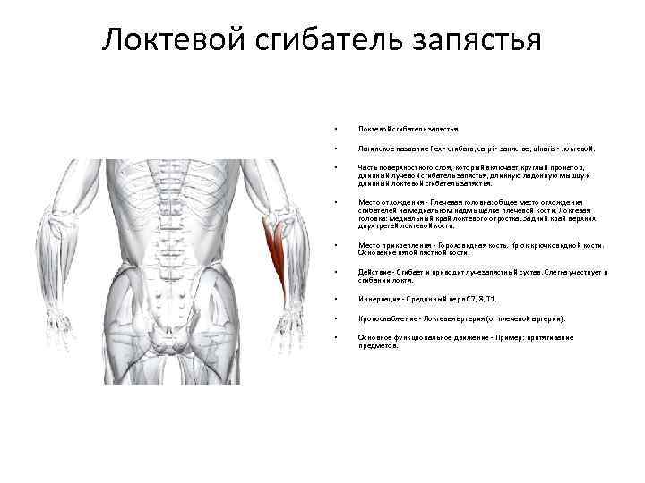 Локтевой сгибатель запястья • Локтевой сгибатель запястья • Латинское название flex - сгибать; carpi