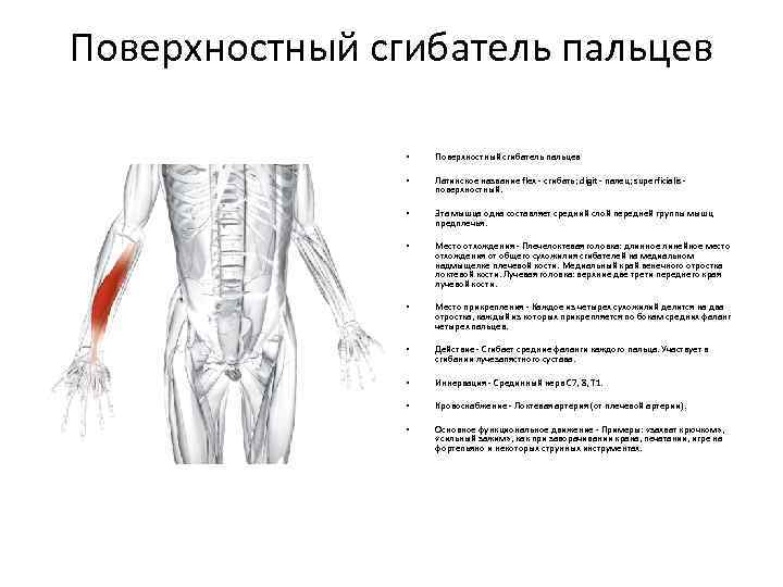 Поверхностный сгибатель пальцев • Поверхностный сгибатель пальцев • Латинское название flex - сгибать; digit