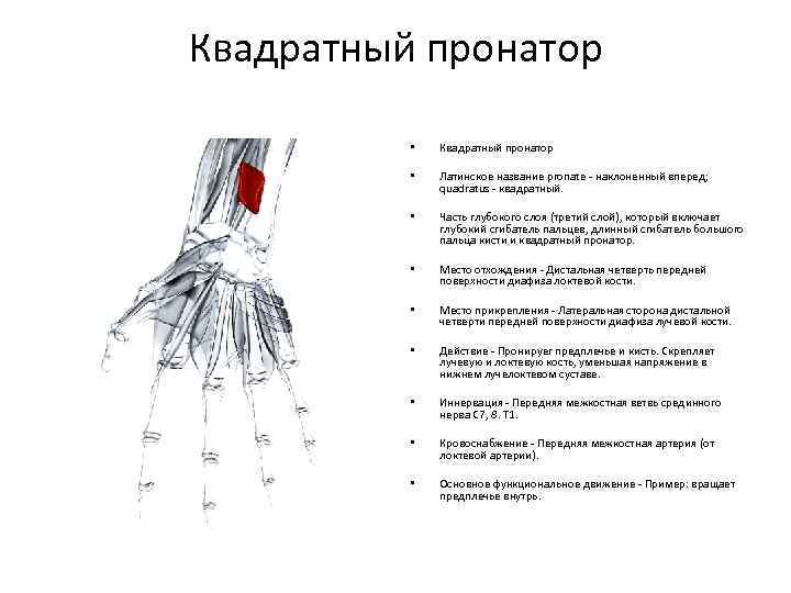 Квадратный пронатор • Квадратный пронатор • Латинское название pronate - наклоненный вперед; quadratus -