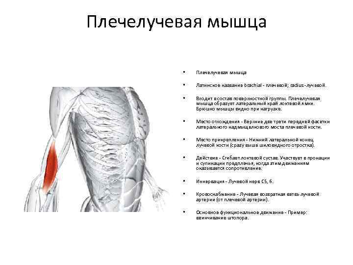 Плечелучевая мышца • Плечелучевая мышца • Латинское название brachial - плечевой; radius -лучевой. •