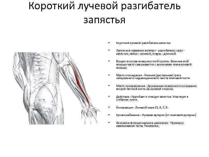 Лучевой разгибатель запястья латынь