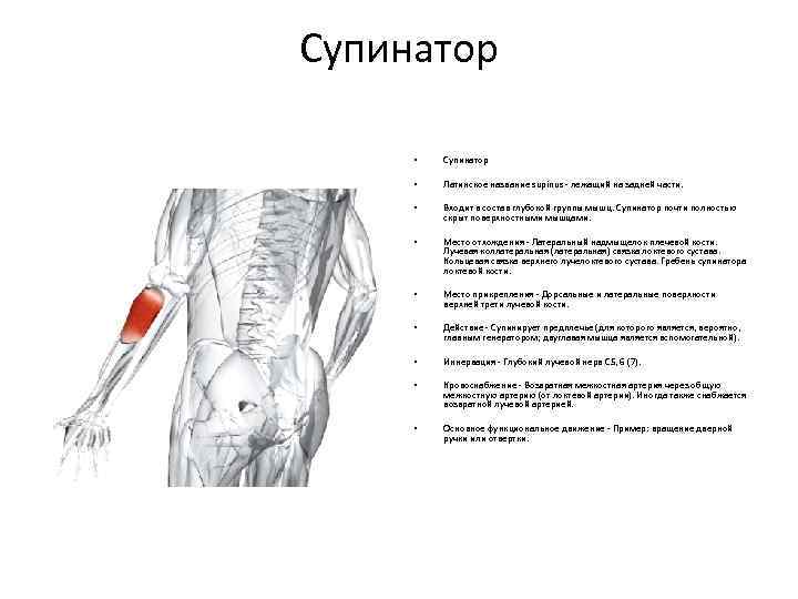 Супинатор • Супинатор • Латинское название supinus - лежащий на задней части. • Входит