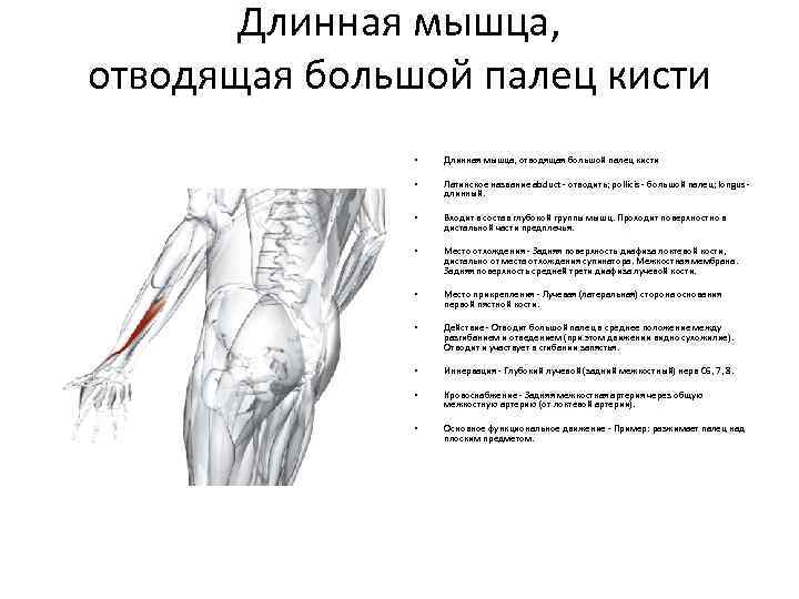 Болит мышца большого пальца. Мышца отводящая большой палец кисти. Сухожилие длинной мышцы отводящей большой палец кисти. Длинная мышца отводящая большой палец. Длинная мышца отводящая большой палец кисти анатомия.