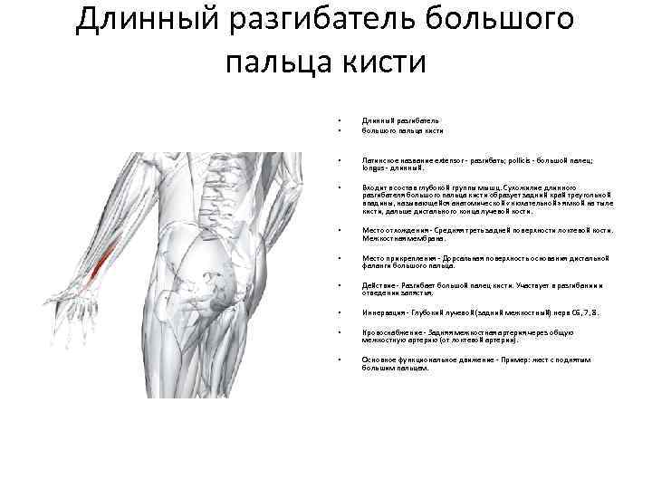 Разгибатель пальцев кисти