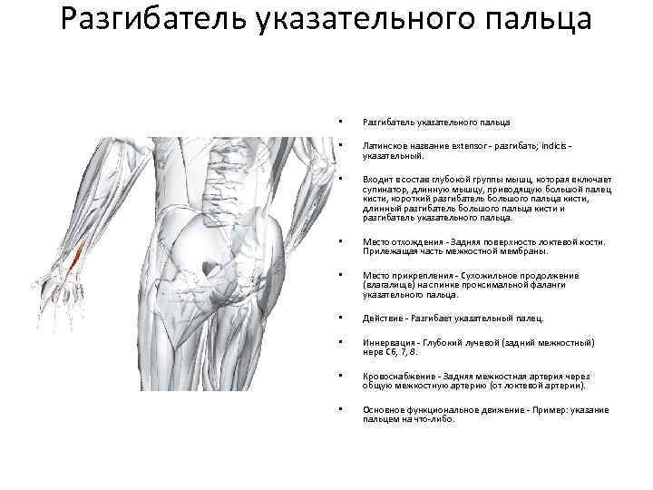 Разгибатель указательного пальца • Разгибатель указательного пальца • Латинское название extensor - разгибать; indicis