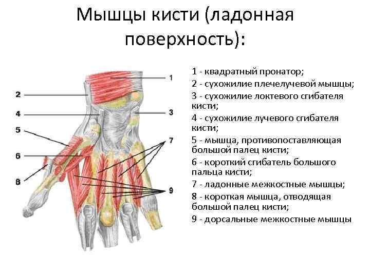 Запястьев или запястий. Мышцы кисти спереди. Медиальная группа мышц кисти.