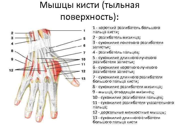 Как расположены сухожилия на пальцах рук фото