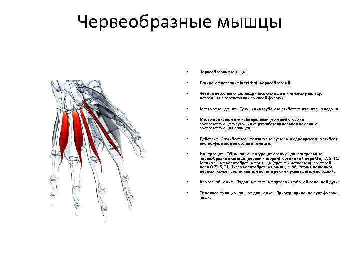 Червеобразные мышцы • Червеобразные мышцы • Латинское название lumbrical - червеобразный. • Четыре небольших