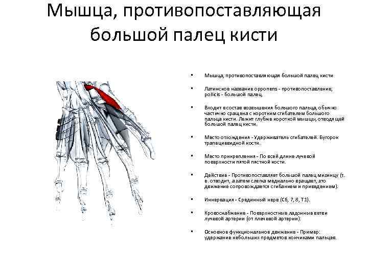 Мышца, противопоставляющая большой палец кисти • Мышца, противопоставляющая большой палец кисти • Латинское название