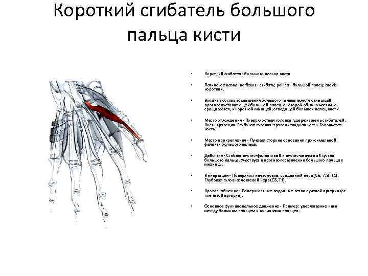 Короткий сгибатель большого пальца кисти • Короткий сгибатель большого пальца кисти • Латинское название