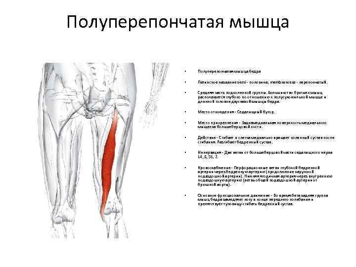 Полуперепончатая мышца • Полуперепончатая мышца бедра • Латинское название semi - половина; membranosus -