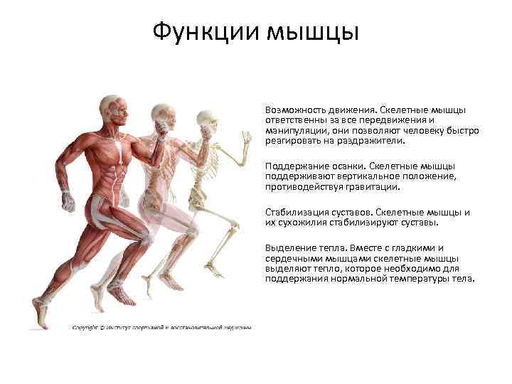 Двигательная функция мышц. Функции скелетной мускулатуры человека. Функции скелетных мышц. Функции скелетных мышц человека. Основные мышечные функции.