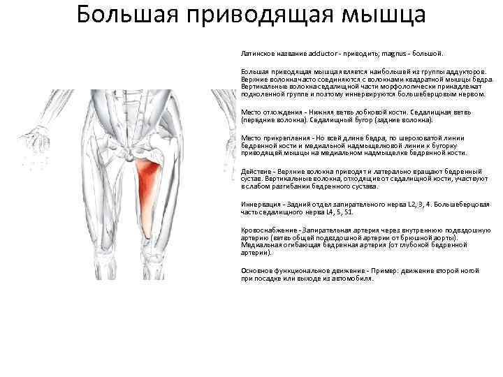 Большая приводящая мышца Латинское название adductor - приводить; magnus - большой. Большая приводящая мышца