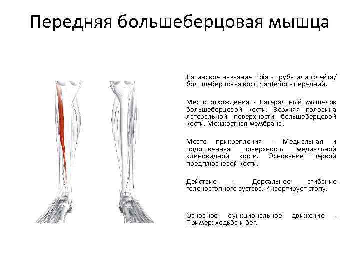 Передняя большеберцовая мышца Латинское название tibia - труба или флейта/ большеберцовая кость; anterior -