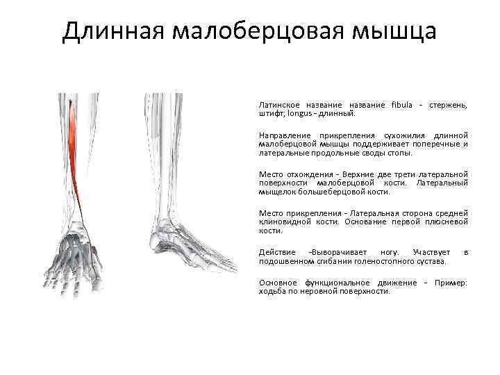 Длинная малоберцовая мышца Латинское название fibula - стержень, штифт; longus - длинный. Направление прикрепления