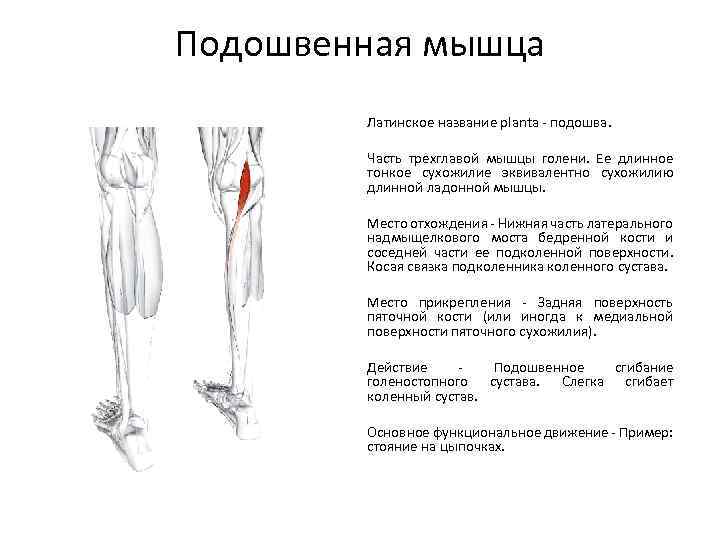 Подошвенная мышца. Подошвенная мышца голени функции. Трехглавая мышца голени форма. Подошвенная мышца начало и прикрепление. Трехглавая мышца голени функции.