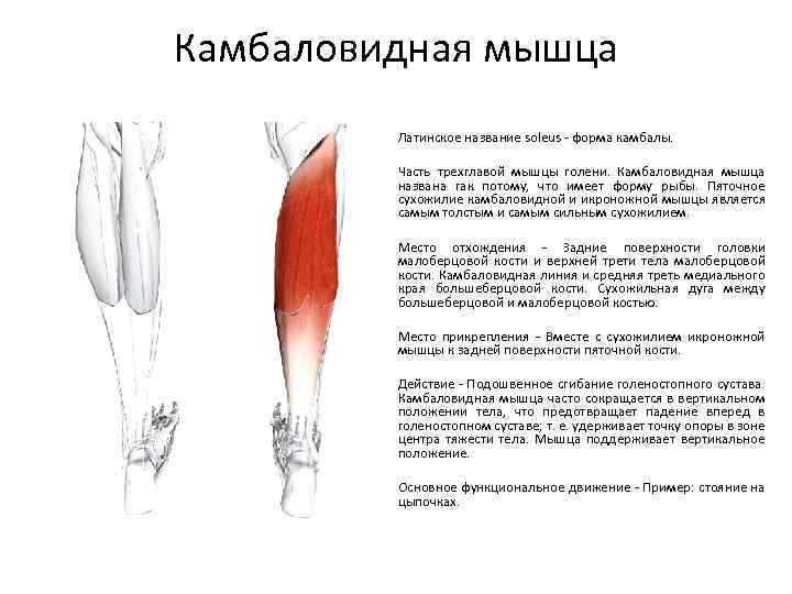 Камбаловидная мышца. Икроножная и камбаловидная мышцы. 3х главая мышца голени. Камбаловидная мышца функции. Сухожилие камбаловидной мышцы.