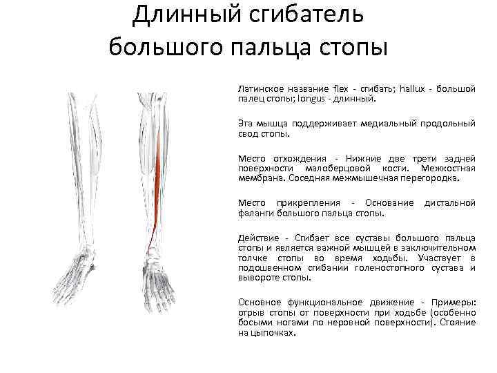 Сгибатель латынь. Мышца сгибатель большого пальца стопы. Сухожилие длинного сгибателя пальцев стопы анатомия. Тендинит длинного сгибателя большого пальца стопы. Функции мышцы длинный сгибатель пальцев стопы.