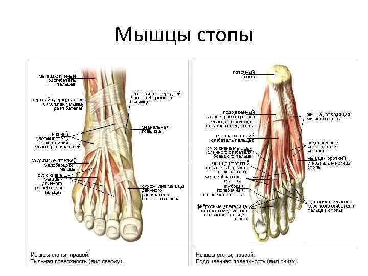 Мышцы стопы 