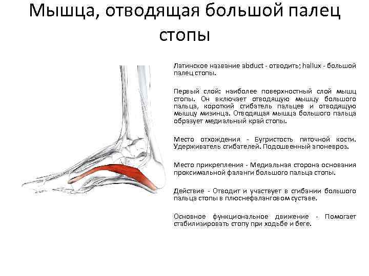 Мышца, отводящая большой палец стопы Латинское название abduct - отводить; hallux - большой палец