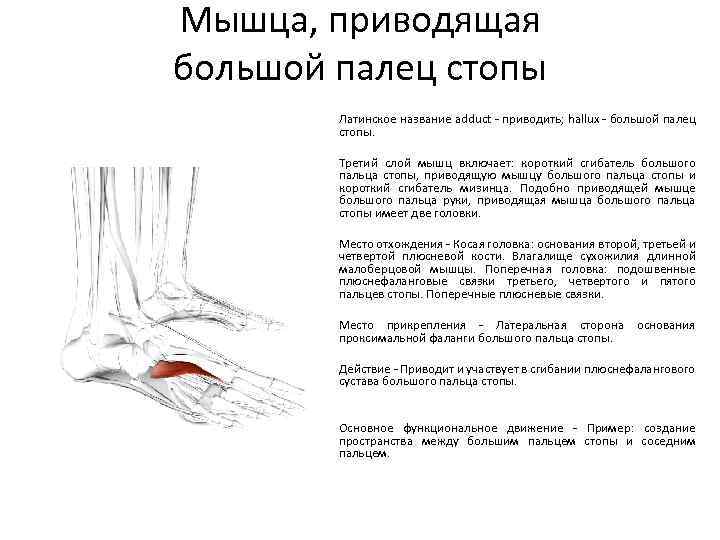 Отводящий большой палец стопы. Функция мышцы, отводящей большой палец стопы:. Мышца приводящая большой палец стопы латынь. Мышца приводящая большой палец стопы кровоснабжение. Мышцу приводящую большой палец стопы иннервирует.