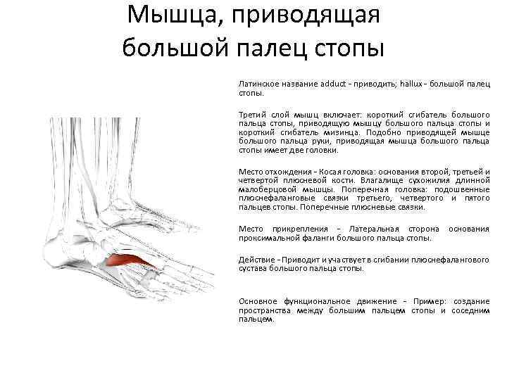 Мышца, приводящая большой палец стопы Латинское название adduct - приводить; hallux - большой палец