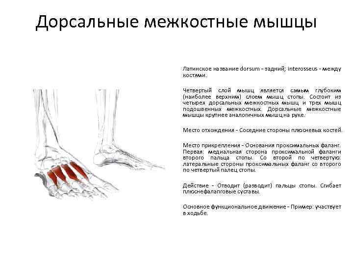 Дорсальные межкостные мышцы Латинское название dorsum - задний; interosseus - между костями. Четвертый слой