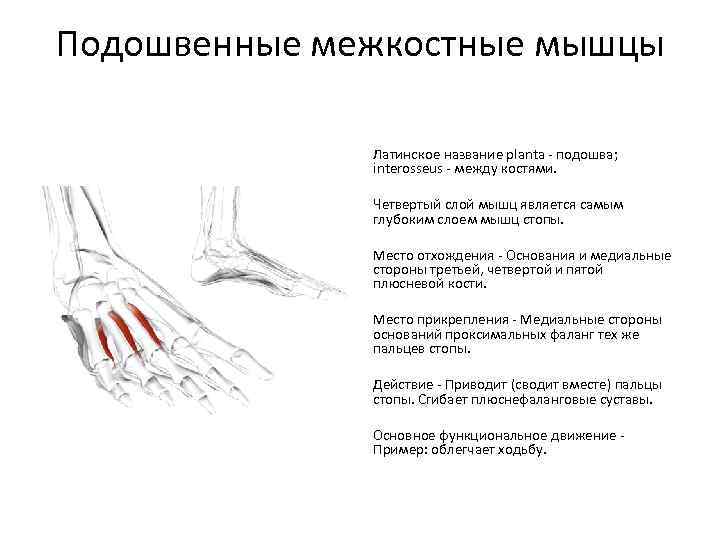 Подошвенные межкостные мышцы Латинское название planta - подошва; interosseus - между костями. Четвертый слой