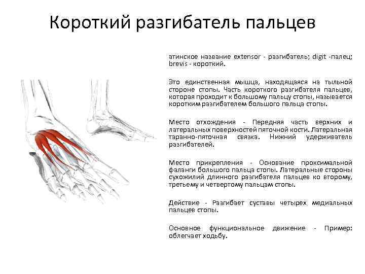 Короткий разгибатель пальцев атинское название extensor - разгибатель; digit -палец; brevis - короткий. Это