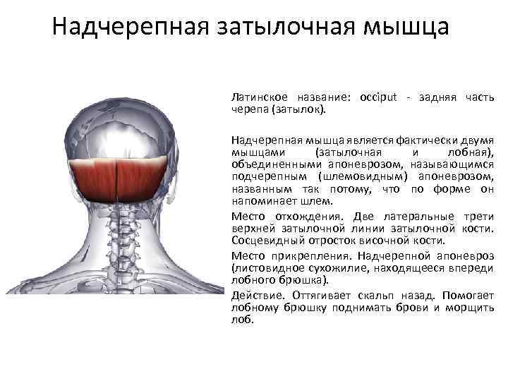 Надчерепная затылочная мышца Латинское название: occiput - задняя часть черепа (затылок). Надчерепная мышца является