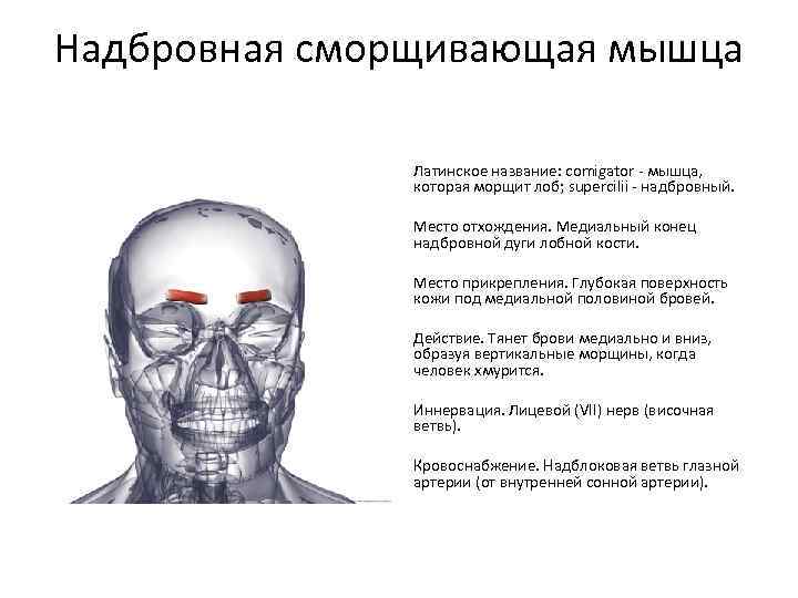 Надбровная сморщивающая мышца Латинское название: comigator - мышца, которая морщит лоб; supercilii - надбровный.