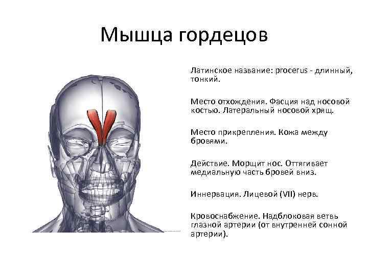 Мышца гордецов Латинское название: procerus - длинный, тонкий. Место отхождения. Фасция над носовой костью.