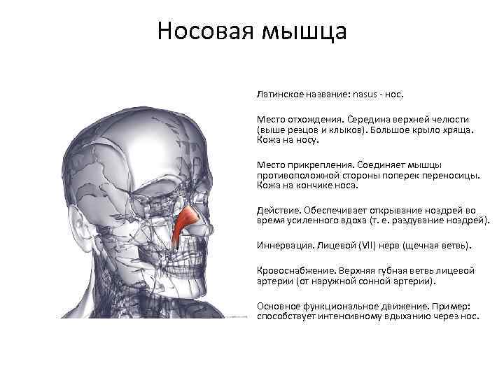 Носовая мышца Латинское название: nasus - нос. Место отхождения. Середина верхней челюсти (выше резцов