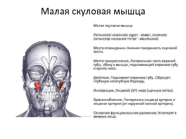 Мышцы лица элеваторы и депрессоры схема